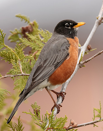 American Robin Turdus migratorius