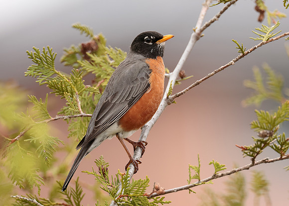 American Robin Turdus migratorius