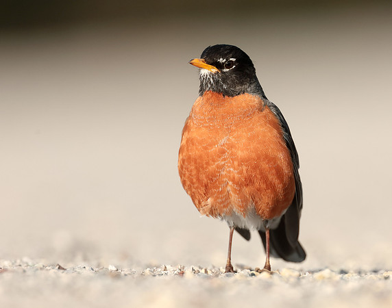 American Robin Turdus migratorius