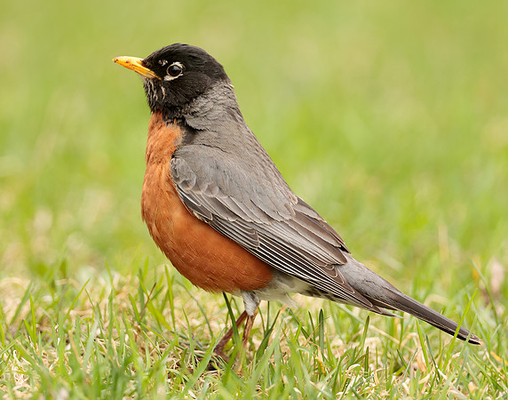 American Robin Turdus migratorius
