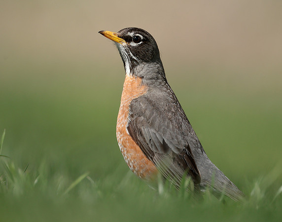 American Robin Turdus migratorius