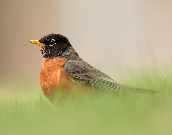 American Robin Turdus migratorius