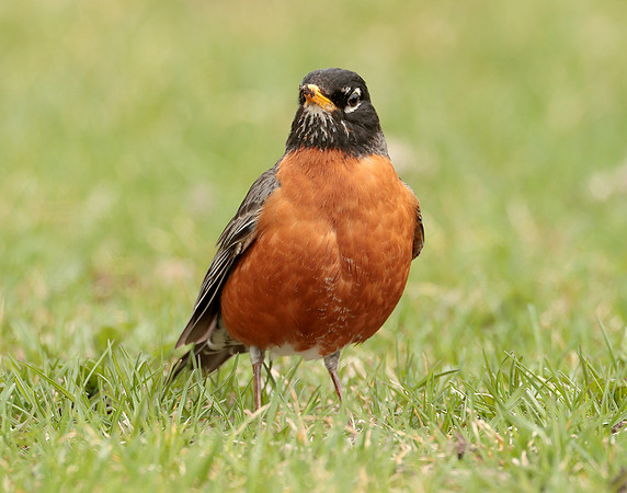 American Robin Turdus migratorius