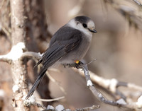 Canada Jay Perisoreus canadensis