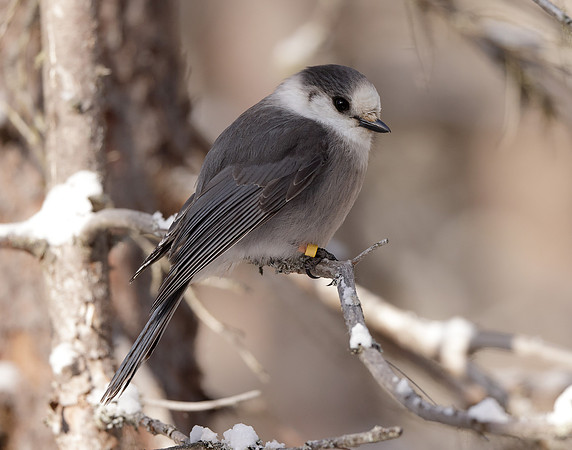 Canada Jay Perisoreus canadensis