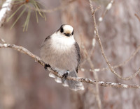 Canada Jay Perisoreus canadensis