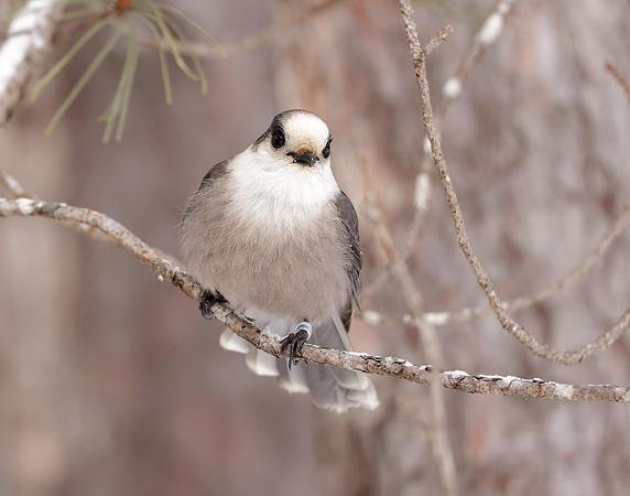 Canada Jay Perisoreus canadensis