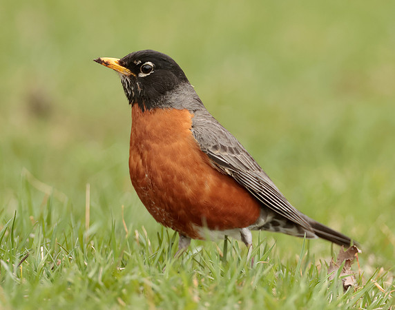 American Robin Turdus migratorius