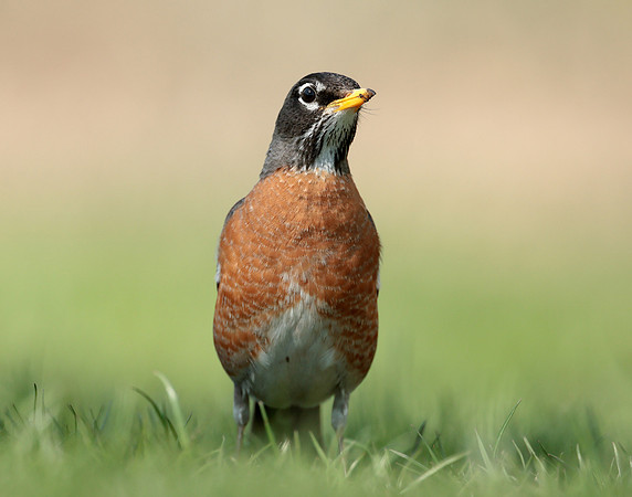 American Robin Turdus migratorius