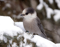 Canada Jay Perisoreus canadensis