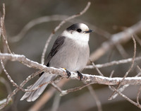 Canada Jay Perisoreus canadensis