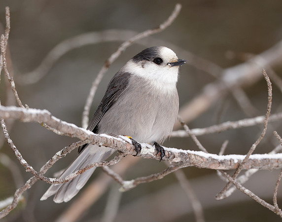 Canada Jay Perisoreus canadensis
