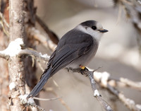 Canada Jay Perisoreus canadensis