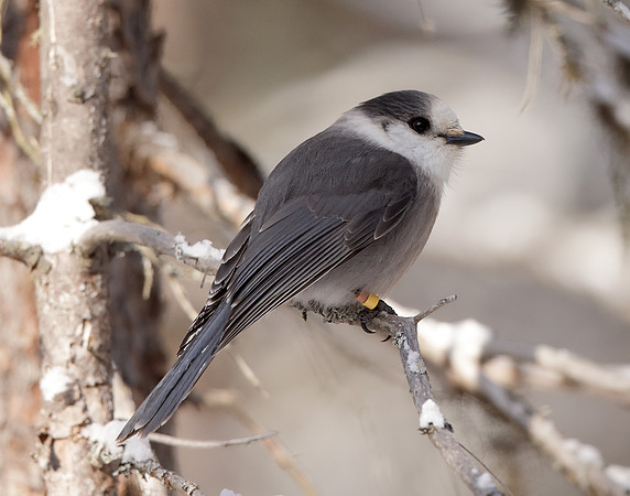 Canada Jay Perisoreus canadensis