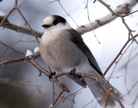 Canada Jay Perisoreus canadensis
