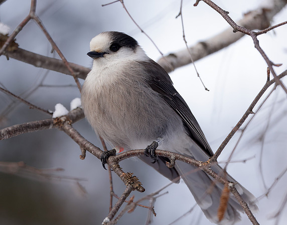 Canada Jay Perisoreus canadensis