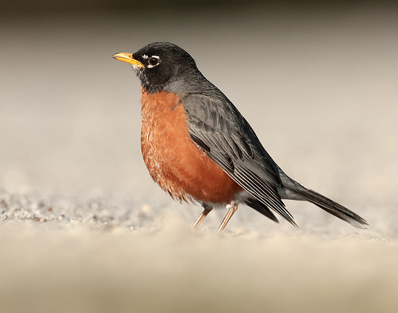 American Robin Turdus migratorius