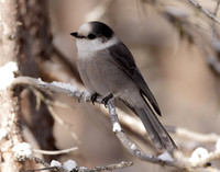 Canada Jay Perisoreus canadensis