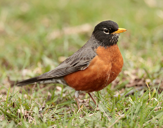 American Robin Turdus migratorius