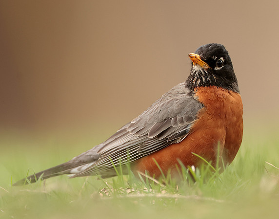 American Robin Turdus migratorius