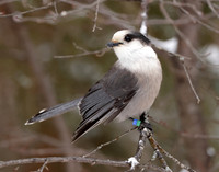Canada Jay Perisoreus canadensis
