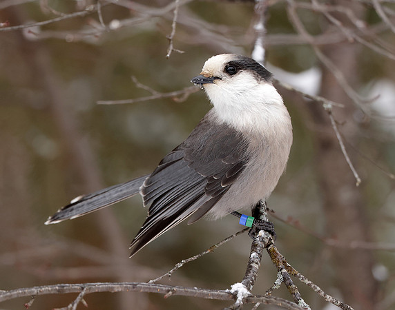 Canada Jay Perisoreus canadensis