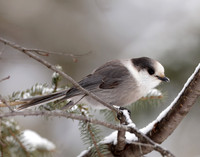 Canada Jay Perisoreus canadensis