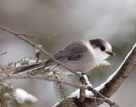 Canada Jay Perisoreus canadensis