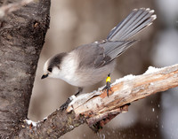 Canada Jay Perisoreus canadensis