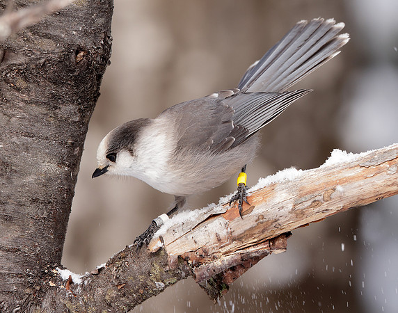 Canada Jay Perisoreus canadensis