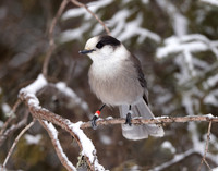 Canada Jay Perisoreus canadensis