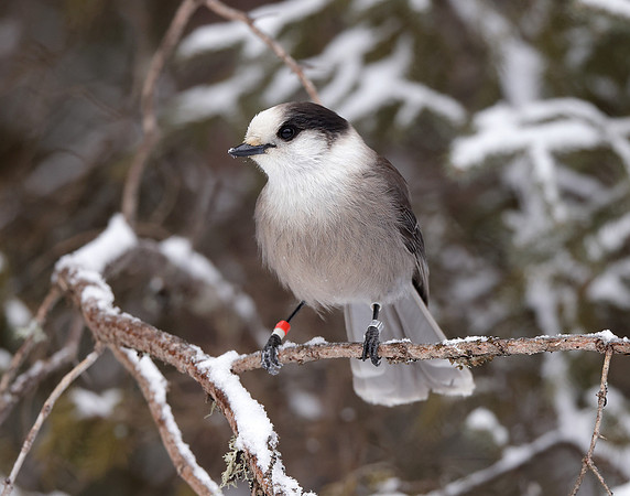 Canada Jay Perisoreus canadensis