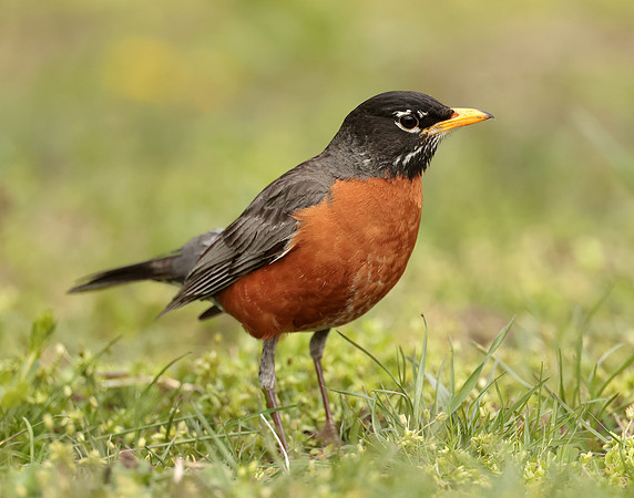 American Robin Turdus migratorius