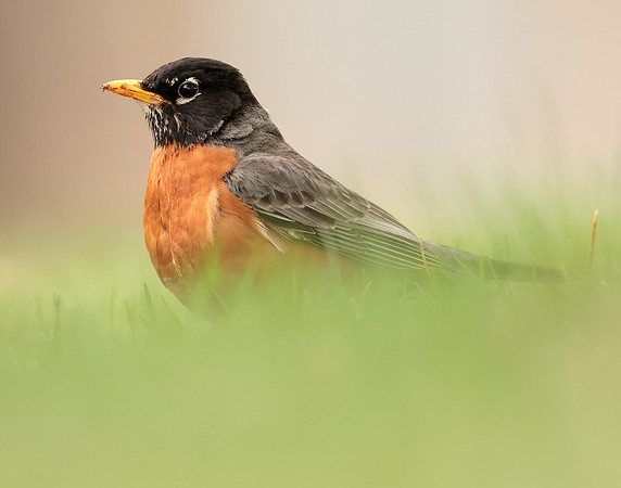 American Robin Turdus migratorius