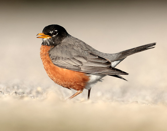American Robin Turdus migratorius