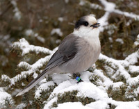 Canada Jay Perisoreus canadensis