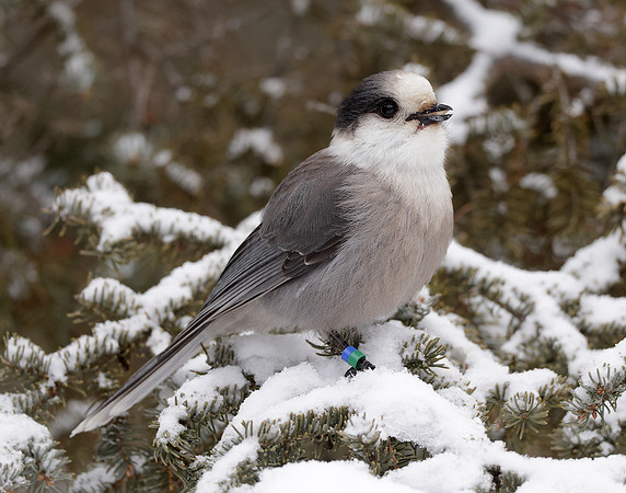 Canada Jay Perisoreus canadensis