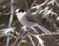 Canada Jay Perisoreus canadensis