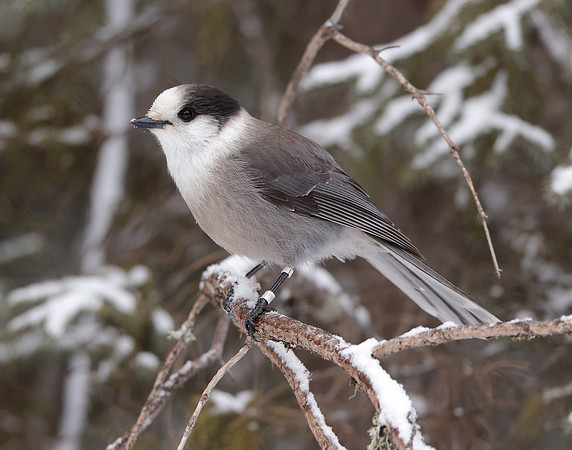 Canada Jay Perisoreus canadensis