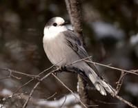 Canada Jay Perisoreus canadensis