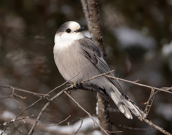 Canada Jay Perisoreus canadensis