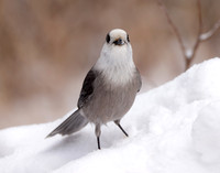 Canada Jay Perisoreus canadensis