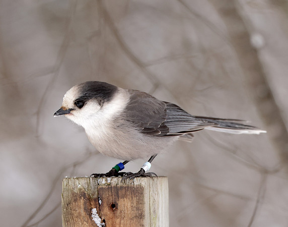 Canada Jay Perisoreus canadensis