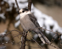 Canada Jay Perisoreus canadensis
