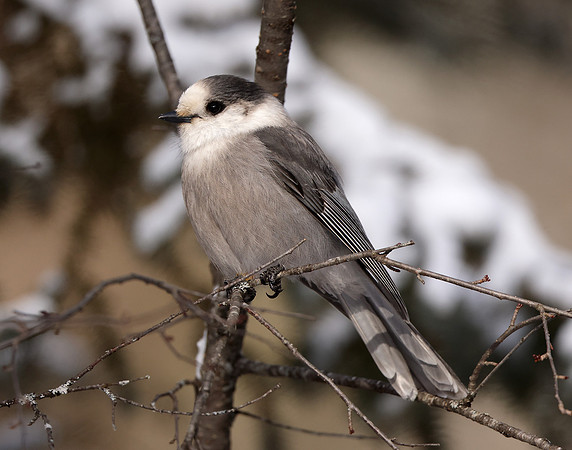 Canada Jay Perisoreus canadensis