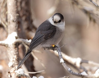 Canada Jay Perisoreus canadensis