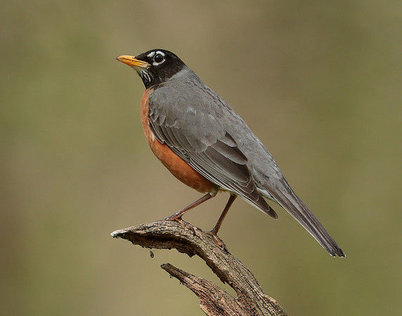 American Robin Turdus migratorius