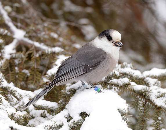 Canada Jay Perisoreus canadensis