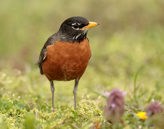 American Robin Turdus migratorius