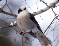 Canada Jay Perisoreus canadensis